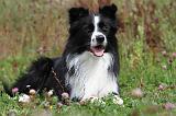 BORDER COLLIE 750